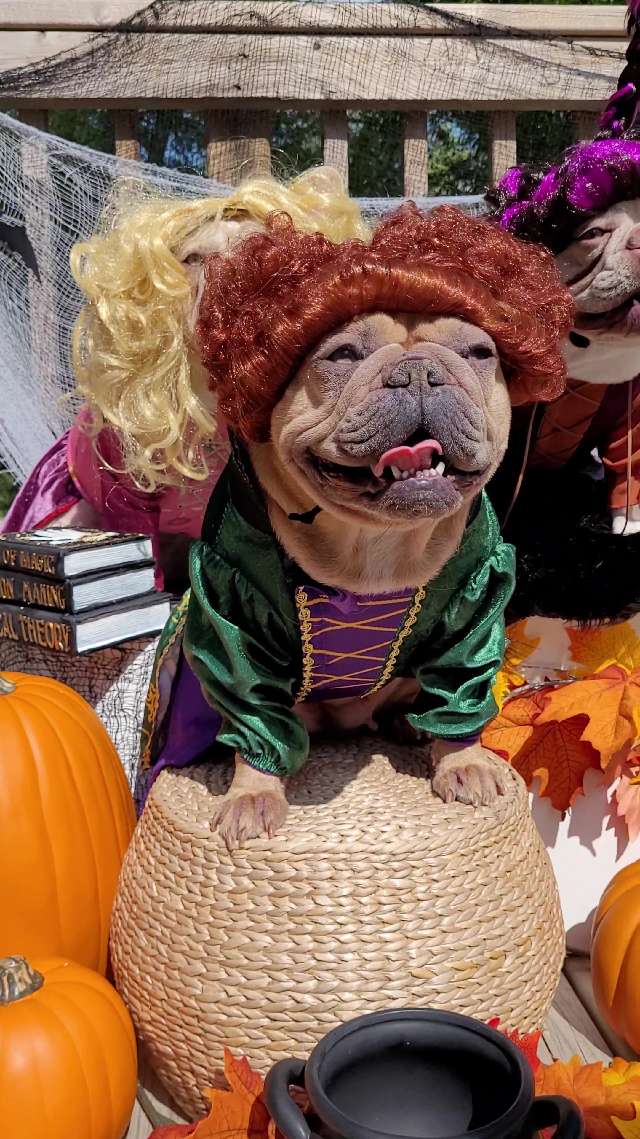 Let your furry friend join the spooky fun with the Hocus Pocus Winifred Sanderson Pet Costume! Inspired by the delightfully wicked leader of the Sanderson Sisters from Hocus Pocus, this charming pet outfit captures the unmistakable look of Winifred Sanderson with playful detail.